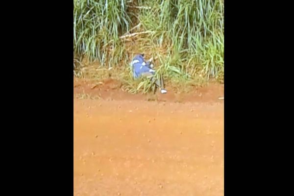 Homem é encontrado morto em entrada rural em Cafelândia; A vitima foi executada com três tiros