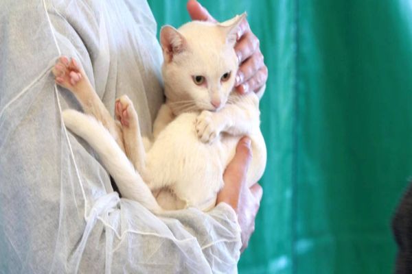 Estado promove campanha de conscientização ao câncer de próstata em pets