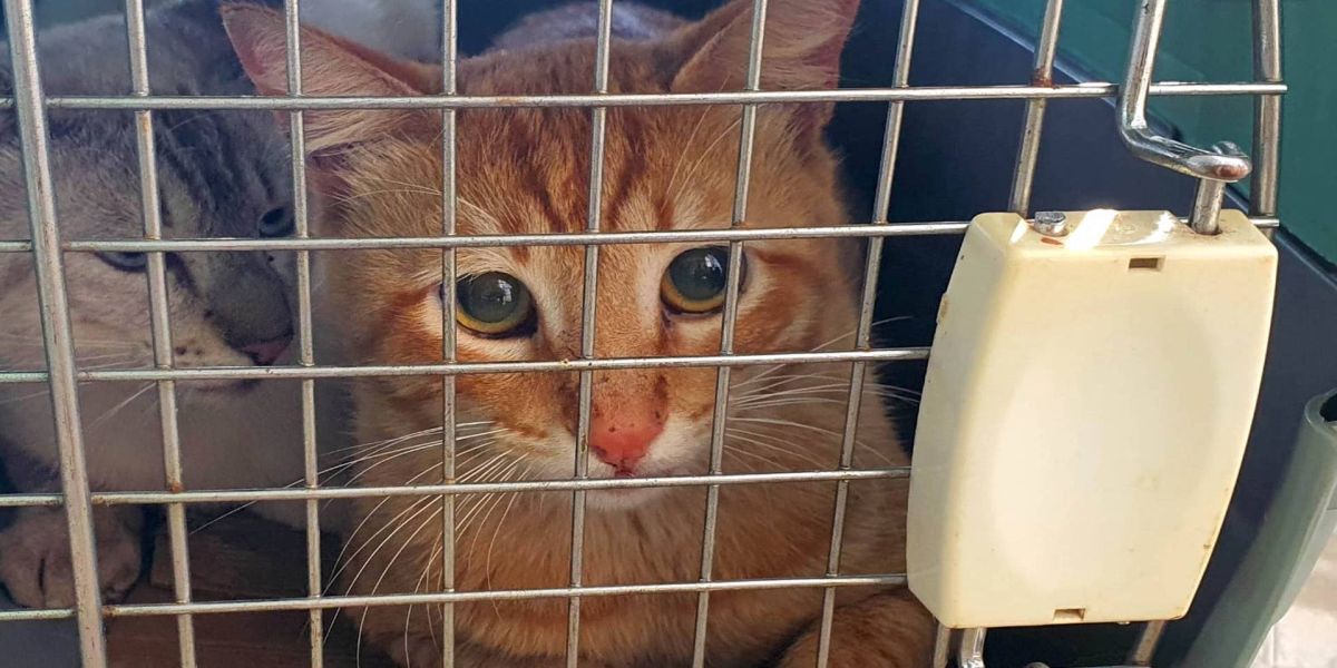 Programa CastraPet Paraná percorre 17 cidades em novembro; confira a agenda