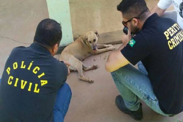 Homem estupra cadela em via pública durante a luz do dia, em Palotina