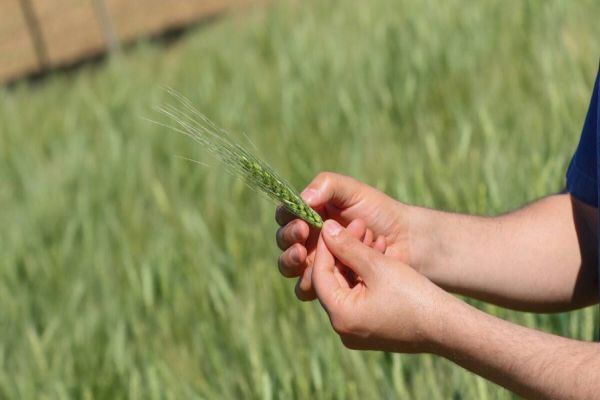Teste de produtividade mostra potencial de cultivares de trigo no Show Rural de Inverno