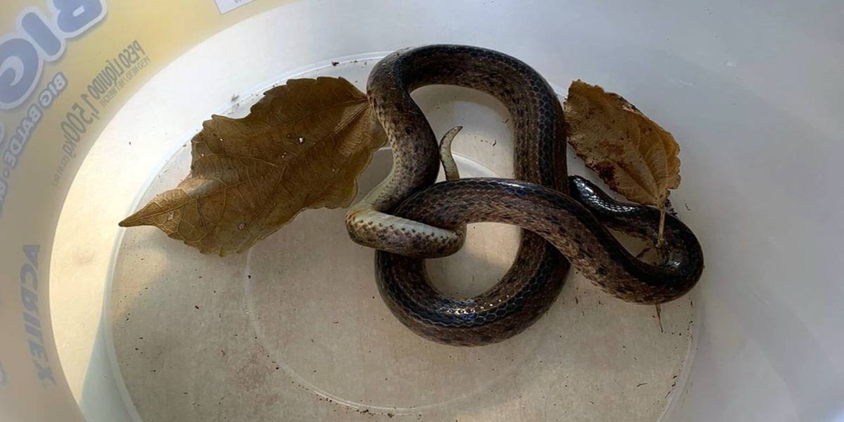 Cobra é encontrada nas dependências da Cmei no Bairro Brasília
