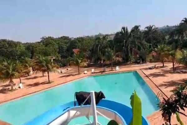 Inusitado: Vaca escorrega em toboágua de clube no interior de SP