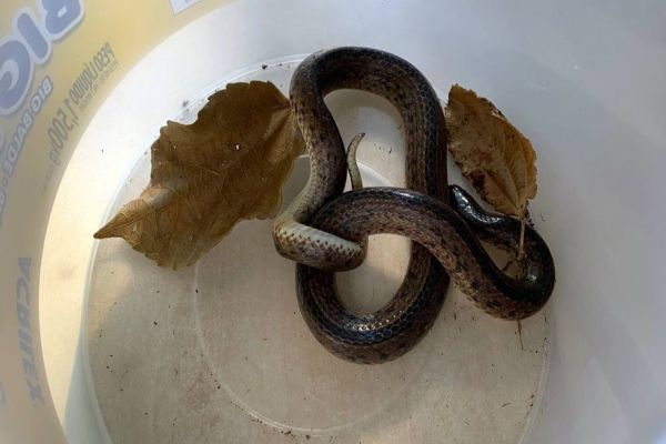 Cobra é encontrada nas dependências da Cmei no Bairro Brasília