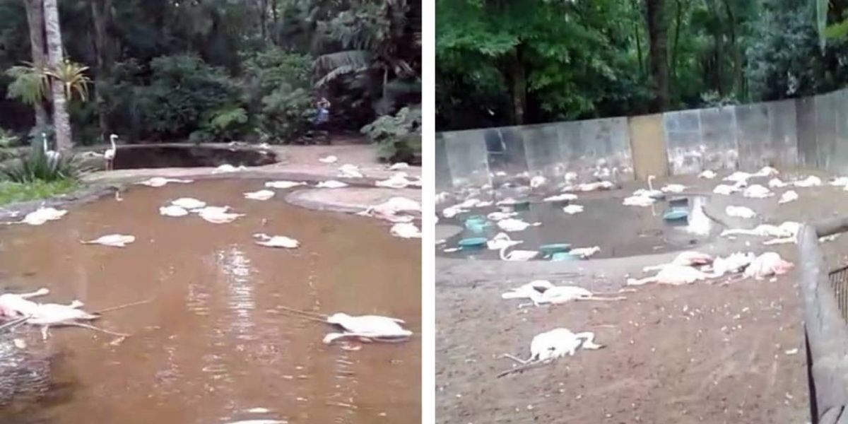 Onças invadem o Parque das Aves e matam 172 flamingos durante a madrugada