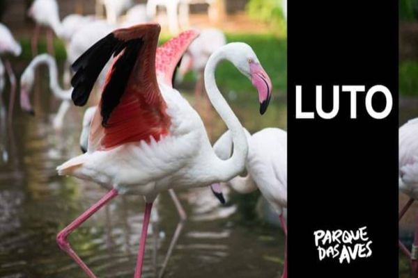 Parque das Aves decreta luto após a perda de 172 flamingos