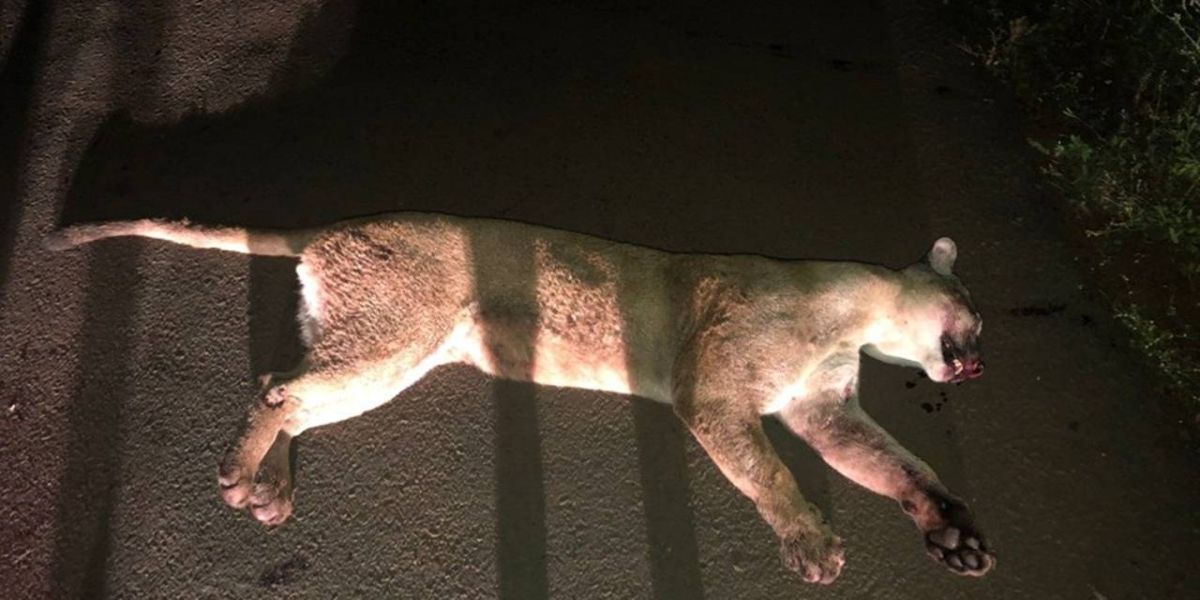 Onça-parda é atropelada e morta no distrito de Vila Celeste, em Santa Helena