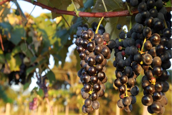 Fruticultura teve pouco impacto nos índices de inflação, aponta boletim da Agricultura