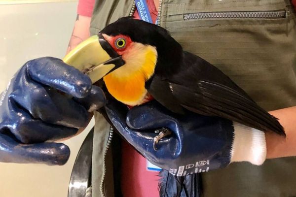 Imagem referente a notícia: Ecocataratas resgata e dá nova chance de vida a 200 mil animais