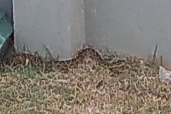 Imagem referente a notícia: Novamente: Cobra é encontrada no lado do Cmei Sueli Maria Cozer Bloot