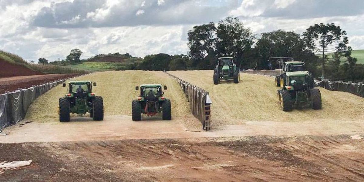 Torneio avalia qualidade da silagem de milho e incentiva melhorias no sistema de produção