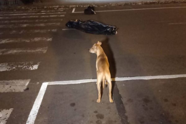 Campo Mourão: Enquanto o sangue escorria, o amigo caramelo permaneceu ao seu lado