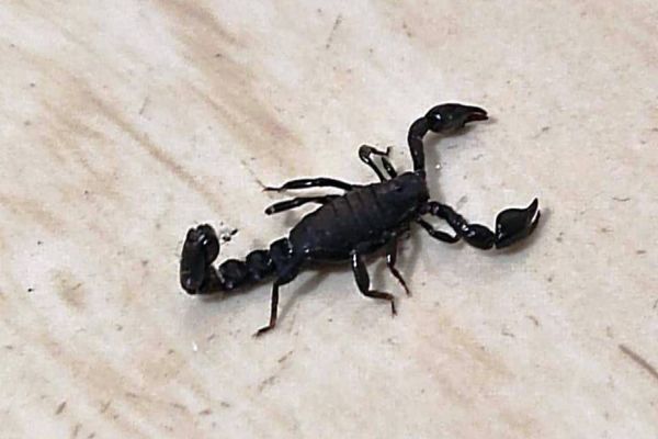 Moradores do Jardim Quebec em Cascavel estão preocupados com aparecimentos de escorpiões