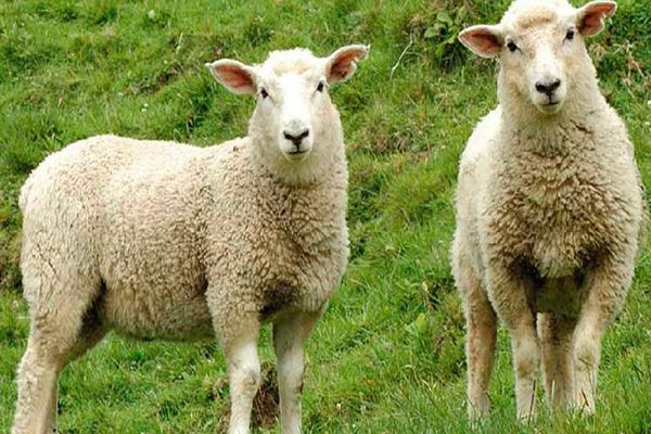 34º Show Rural Coopavel vai trazer novidades nas mais diferentes áreas