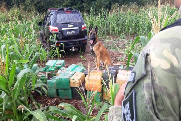 No Paraná, 219 toneladas de drogas foram apreendidas nos primeiros nove meses do ano