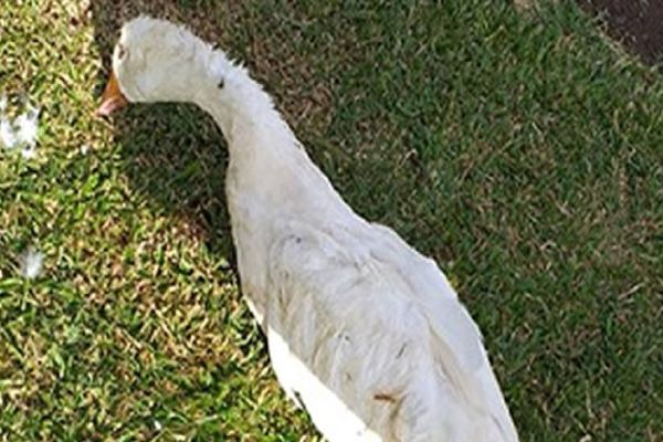 Homens atacam animais no Parque da Cidade Norte no sudoeste do Paraná