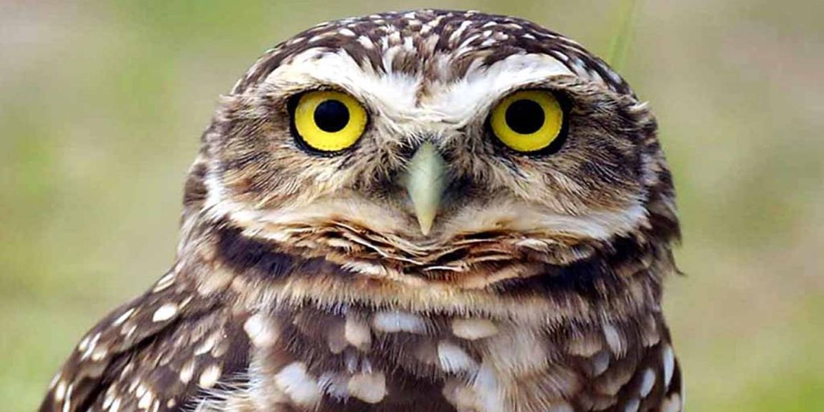 Projeto da UEM colabora com instituição global na preservação de corujas