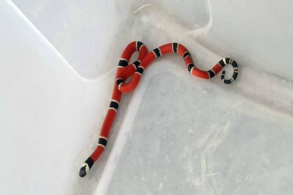 Cobra coral é encontrada no Cmei Sueli Maria Cozer Bloot no Bairro Parque Verde