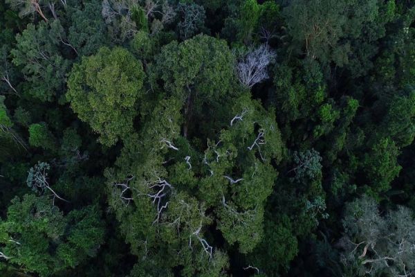 Comissão da Câmara amplia uso sustentável de florestas públicas