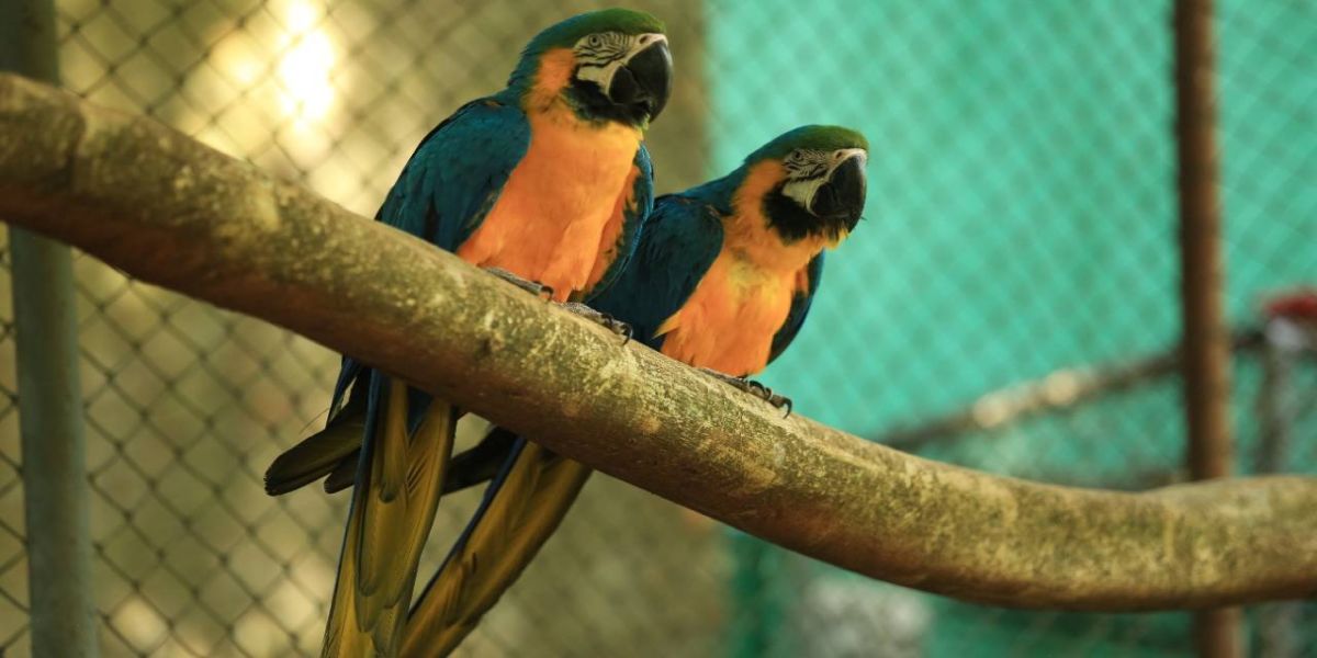 Zoológico de Cascavel completa no domingo (13), aniversário de 43 anos