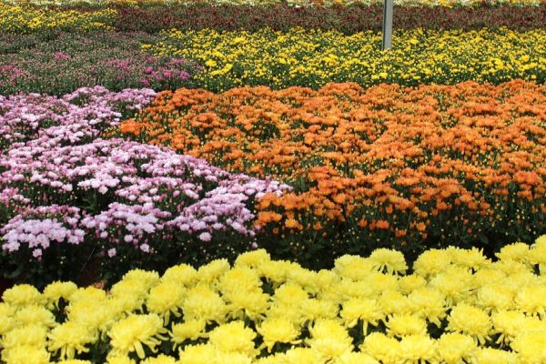 Mercado de flores cresce em 2021 e têm boas perspectivas para o próximo ano