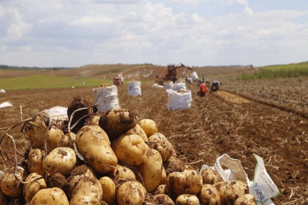 Secretaria da Agricultura lança Diagnóstico Agropecuário do Paraná