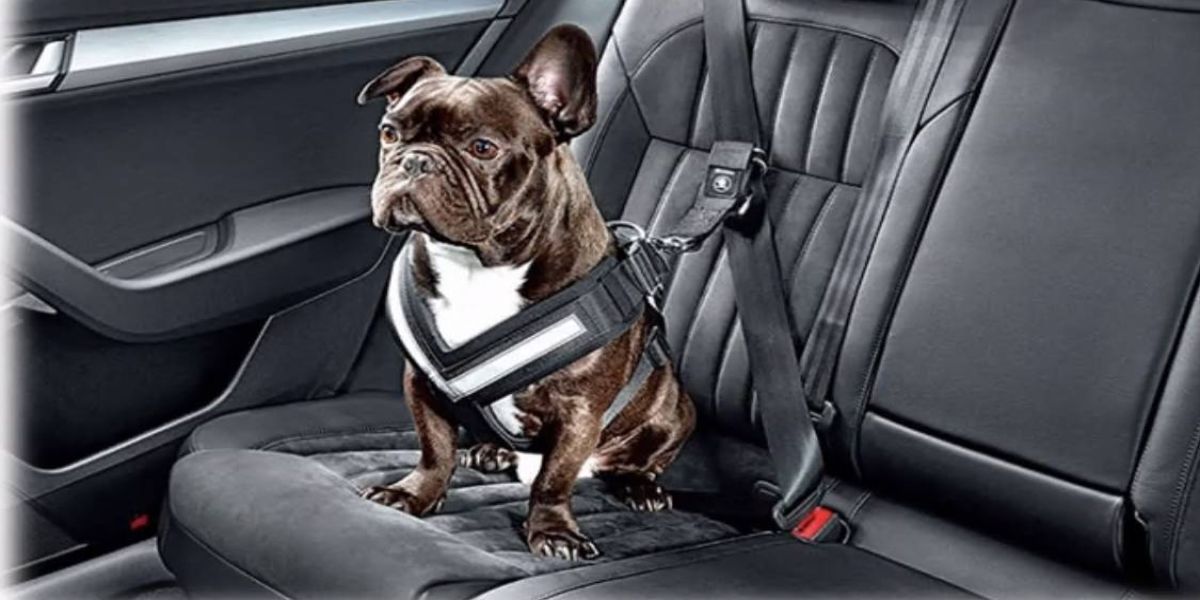 Cuidados com os pets e crianças na viagens de fim de ano