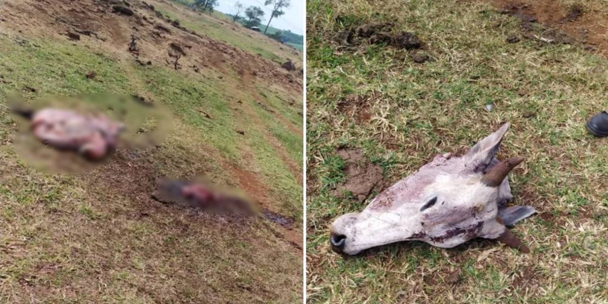 Novilha é roubada e abatida dentro de fazenda em Anahy