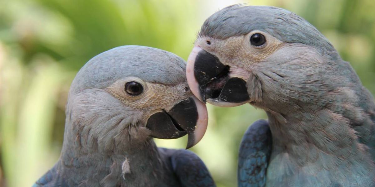 Parceria entre ministério e Unesco premiará projetos de biodiversidade