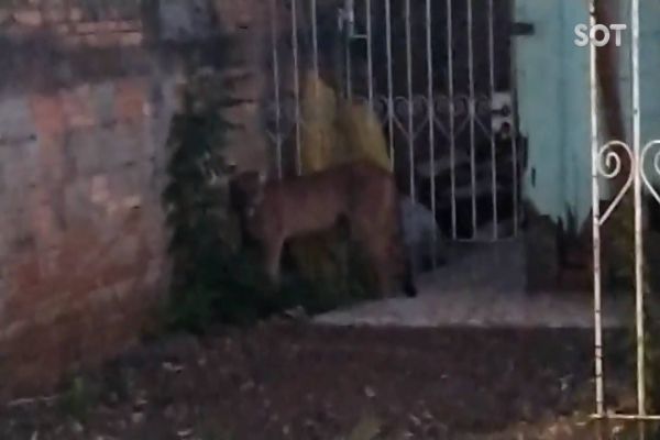 Onça Parda é vista caminhando pelo Bairro de São Miguel em Francisco Beltrão