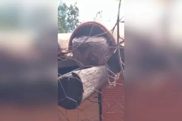 Polícia Militar resgata jiboia escondida em galinheiro