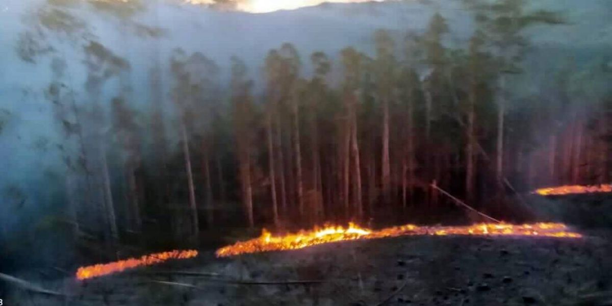 Dois incêndios em vegetação são registrados na região de Palma Sola