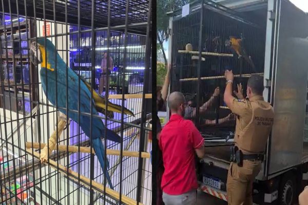 Imagem referente a notícia: Arara-canindé era vendida por R$ 14 mil em loja no centro de Cascavel
