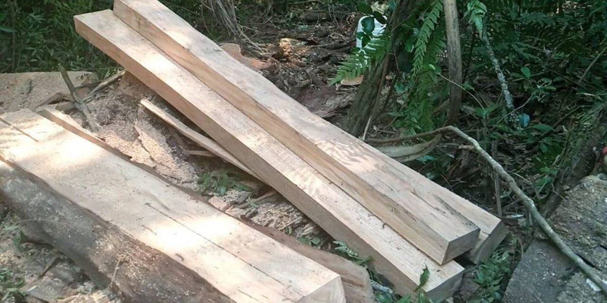 Homem é preso e multado em R$ 7 mil por corte ilegal de árvores, em Rio Bonito do Iguaçu