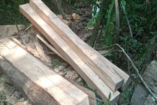 Homem é preso e multado em R$ 7 mil por corte ilegal de árvores, em Rio Bonito do Iguaçu