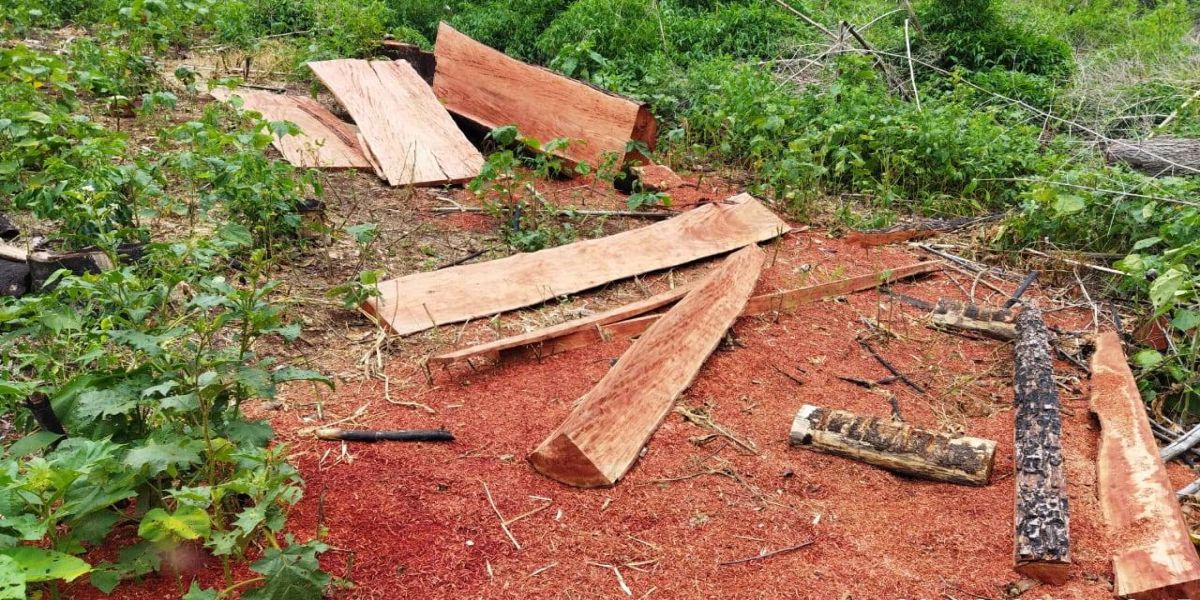 Operação de Combate a Incêndios Florestais localiza ponto de desmatamento em Quedas do Iguaçu