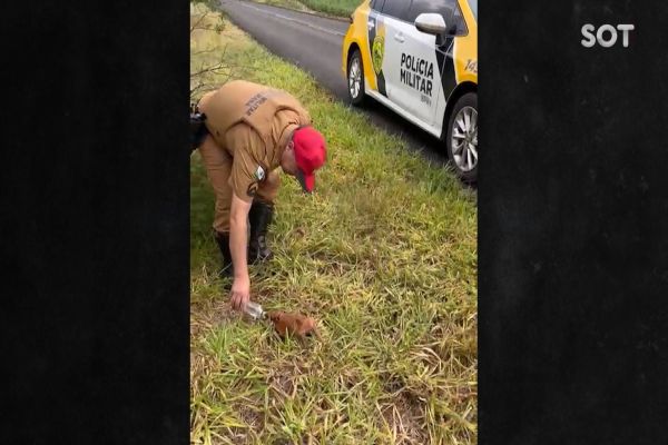 Imagem referente a notícia: PRE salva "Tatu" e mata a cede do animalzinho na PR-484 em Três Barras do Paraná
