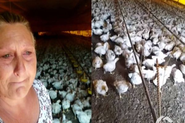 Imagem referente a notícia: Produtora de Santa Helena implora por água para não perder lote de frangos