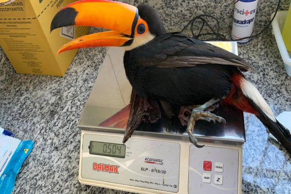 Centros de apoio à fauna do Paraná reabilitaram 3,9 mil animais silvestres em 2021