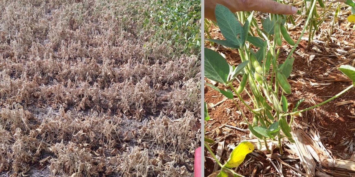 Prejuízo com quebra nas safras de soja e milho chega a R$ 2,6 bilhões