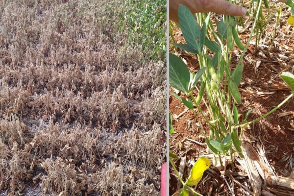 Imagem referente a notícia: Prejuízo com quebra nas safras de soja e milho chega a R$ 2,6 bilhões