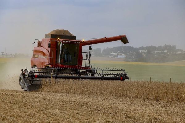 Com estiagem, agricultura paranaense estima redução nas safras de soja, milho e feijão