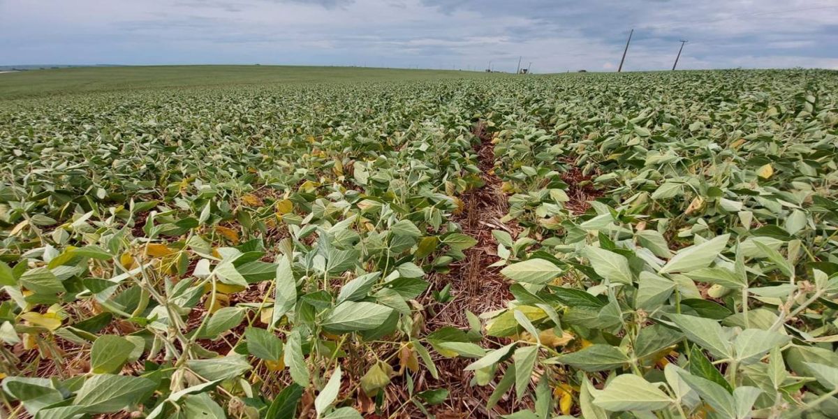Perdas com estiagem levam produtores a acionarem seguro agrícola