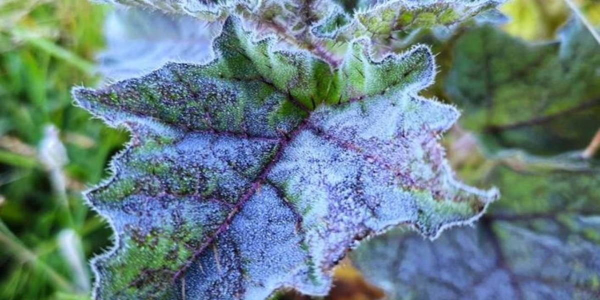 Serra Catarinense registra primeira geada do ano