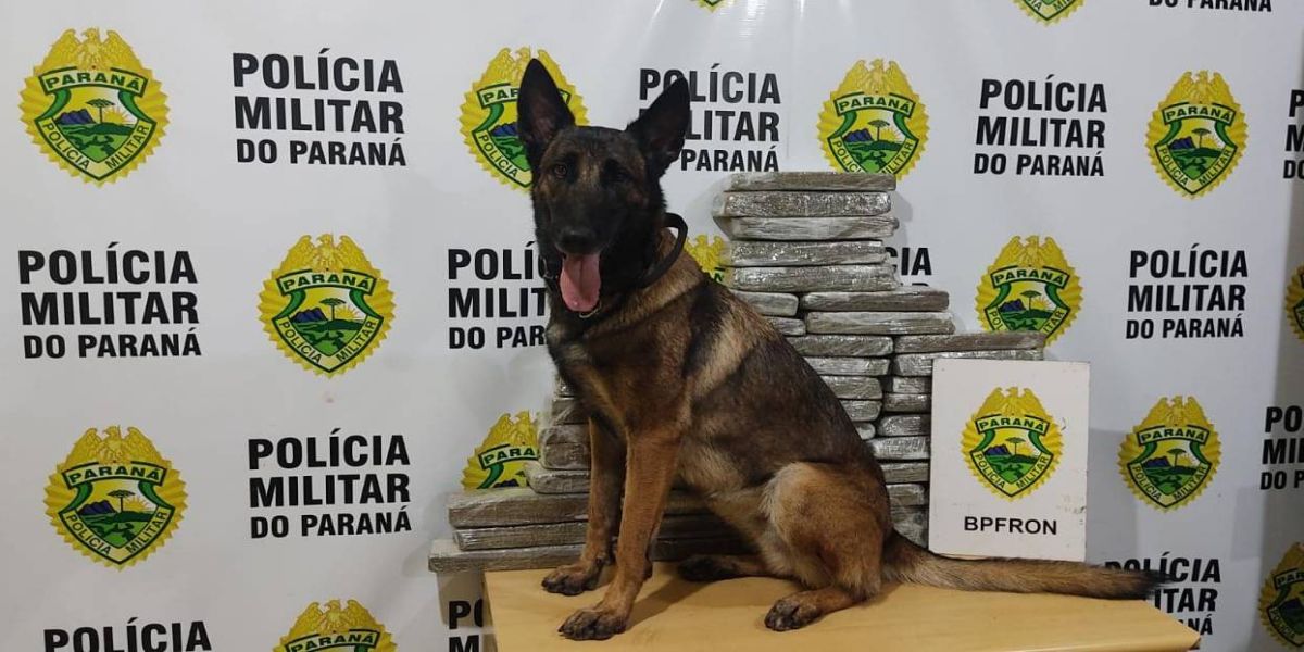 BPFRON apreende mais de 23kg de maconha em ônibus na cidade de Cascavel