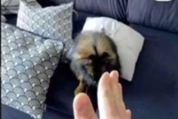 Médico que matou cachorro no Bairro Cancelli não tem direto a fiança