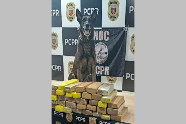 Imagem referente a notícia: Denarc apreende 31 quilos de maconha na rodoviária de Cascavel