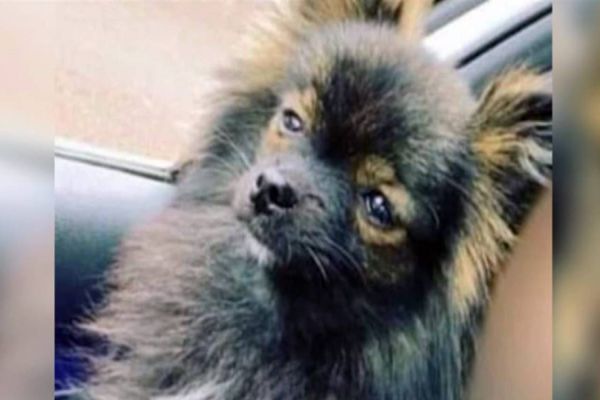 Laudo preliminar de Capitu informa que ela sofreu traumatismo craniano