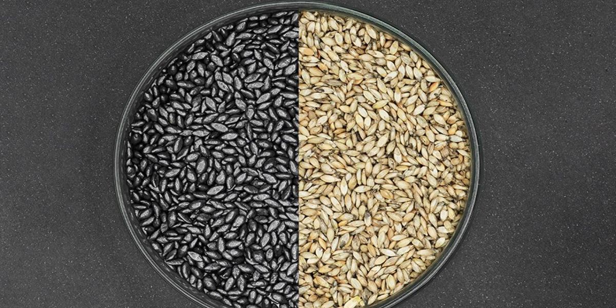 Análises completas das sementes forrageiras favorecem melhores resultados no campo