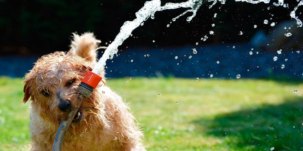 Cinco cuidados com os pets no verão